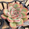 Echeveria Moon Goddess，  Single head 5cm Pot Unique Gift, Hand Selected  1 Live Mini Succulent Plant Fully Rooted in 2 inch Starter Pot with Soil Mix.  Real House Plant for Indoor Outdoor Home.  for Office Wedding Decoration DIY Projects Party Favor Gift.