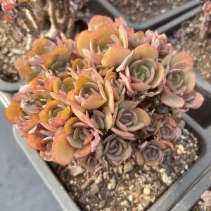 7.5‘’Echeveria 'Suyon'，Cluster 18cm Pot Unique Gift, Hand Selected Bare Roots Delivery Ideal for landscaping, gardens Real House Plant for Indoor Outdoor Home. for Office Wedding Decoration DIY Projects Party Favor Gift.