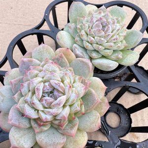 Live Mini Succulent Plant 2‘’Echeveria Icey，3 Heads 5cm Pot 1 Live Mini Succulent Plant Fully Rooted in 2 inch Starter Pot with Soil Mix. Real House Plant for Indoor Outdoor Home. for Office Wedding Decoration DIY Projects Party Favor Gift.