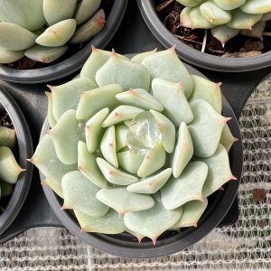 Echeveria Derenbergii，  Single head 5cm Pot Mini House Plant  1 Live Mini Succulent Plant Fully Rooted in 2 inch Starter Pot with Soil Mix.  Real House Plant for Indoor Outdoor Home.  for Office Wedding Decoration DIY Projects Party Favor Gift.