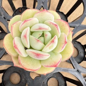 Echeveria Vanilla，  Single head 5cm Pot 2‘’Hand Selected Unique Gift  1 Live Mini Succulent Plant Fully Rooted in 2 inch Starter Pot with Soil Mix.  Real House Plant for Indoor Outdoor Home.  for Office Wedding Decoration DIY Projects Party Favor Gift.