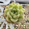 Echeveria Ice Crystal， Single head 5cm Pot 2‘’Rare Succulent Echeveria 1 Live Mini Succulent Plant Fully Rooted in 2 inch Starter Pot with Soil Mix. Real House Plant for Indoor Outdoor Home. for Office Wedding Decoration DIY Projects Party Favor Gift.