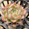 Echeveria 'Queen's Rose'， Single head 5cm Pot 2" Rare Succulent Echeveria  1 Live Mini Succulent Plant Fully Rooted in 2 inch Starter Pot with Soil Mix. Real House Plant for Indoor Outdoor Home. for Office Wedding Decoration DIY Projects Party Favor Gift.