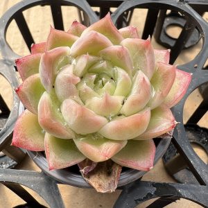 Echeveria 'Queen's Rose'， Single head 5cm Pot 2" Rare Succulent Echeveria  1 Live Mini Succulent Plant Fully Rooted in 2 inch Starter Pot with Soil Mix. Real House Plant for Indoor Outdoor Home. for Office Wedding Decoration DIY Projects Party Favor Gift.