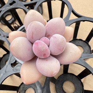 2‘’Rare Succulent Echeveria Graptopetalum Amethystinum， 1 Live Mini Succulent Plant Fully Rooted in 2 inch Starter Pot with Soil Mix. Real House Plant for Indoor Outdoor Home. for Office Wedding Decoration DIY Projects Party Favor Gift.