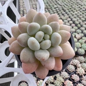 2‘’Rare Succulent Echeveria Rococo，  Single head 5cm Pot  1 Live Mini Succulent Plant Fully Rooted in 2 inch Starter Pot with Soil Mix.  Real House Plant for Indoor Outdoor Home.  for Office Wedding Decoration DIY Projects Party Favor Gift.