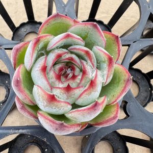 Echeveria Moon Goddess，  Single head 5cm Pot Unique Gift, Hand Selected  1 Live Mini Succulent Plant Fully Rooted in 2 inch Starter Pot with Soil Mix.  Real House Plant for Indoor Outdoor Home.  for Office Wedding Decoration DIY Projects Party Favor Gift.