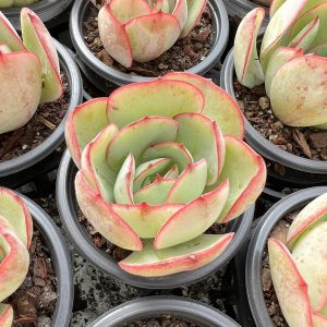 Echeveria Peony Pavilion，Single head 5cm Pot Live Succulents Plants 1 Live Mini Succulent Plant Fully Rooted in 2 inch Starter Pot with Soil Mix. Real House Plant for Indoor Outdoor Home. for Office Wedding Decoration DIY Projects Party Favor Gift.