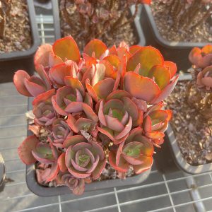 7.5‘’Echeveria 'Suyon'，Cluster 18cm Pot Unique Gift, Hand Selected Bare Roots Delivery Ideal for landscaping, gardens Real House Plant for Indoor Outdoor Home. for Office Wedding Decoration DIY Projects Party Favor Gift.