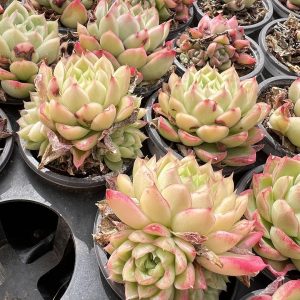 Echeveria 'Queen's Rose'， Single head 5cm Pot 2" Rare Succulent Echeveria  1 Live Mini Succulent Plant Fully Rooted in 2 inch Starter Pot with Soil Mix. Real House Plant for Indoor Outdoor Home. for Office Wedding Decoration DIY Projects Party Favor Gift.