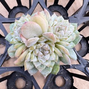 2‘’Echeveria Icey，Single head Rare Succulent Echeveria 1 Live Mini Succulent Plant Fully Rooted in 2 inch Starter Pot with Soil Mix. Real House Plant for Indoor Outdoor Home. for Office Wedding Decoration DIY Projects Party Favor Gift.