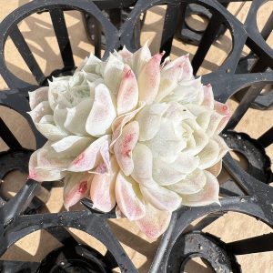 2‘’Echeveria Elegans'alba'， 3 Heads Rare Succulent Echeveria 1 Live Mini Succulent Plant Fully Rooted in 2 inch Starter Pot with Soil Mix. Real House Plant for Indoor Outdoor Home. for Office Wedding Decoration DIY Projects Party Favor Gift.