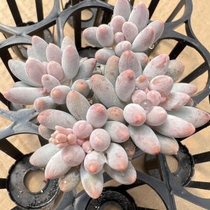 Pachyphytum 'Machucae' /Baby finger2‘’Rare Succulent Echeveria Small Cluster  1 Live Mini Succulent Plant Fully Rooted in 2 inch Starter Pot with Soil Mix.  Real House Plant for Indoor Outdoor Home.  for Office Wedding Decoration DIY Projects Party Favor Gift.