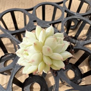 Echeveria Derenbergii，  2 Heads 5cm Pot 2‘’Rare Succulent Echeveria  1 Live Mini Succulent Plant Fully Rooted in 2 inch Starter Pot with Soil Mix.  Real House Plant for Indoor Outdoor Home.  for Office Wedding Decoration DIY Projects Party Favor Gift.