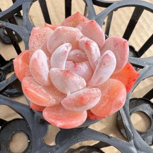 Boutique Succulent Echeveria elegans 'Potosina'，Single head 5cm Pot 1 Live Mini Succulent Plant Fully Rooted in 2 inch Starter Pot with Soil Mix. Real House Plant for Indoor Outdoor Home. for Office Wedding Decoration DIY Projects Party Favor Gift.