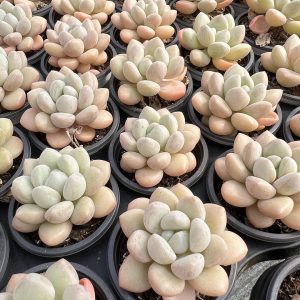 2‘’Rare Succulent Echeveria Rococo，  Single head 5cm Pot  1 Live Mini Succulent Plant Fully Rooted in 2 inch Starter Pot with Soil Mix.  Real House Plant for Indoor Outdoor Home.  for Office Wedding Decoration DIY Projects Party Favor Gift.