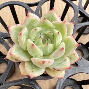 Rare Succulent Echeveria Echeveria Andy， 2‘’Single head 5cm Pot  1 Live Mini Succulent Plant Fully Rooted in 2 inch Starter Pot with Soil Mix.  Real House Plant for Indoor Outdoor Home.  for Office Wedding Decoration DIY Projects Party Favor Gift.