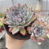 Echeveria Cherry，  2 Heads 12cm Pot Unique Gift, Hand Selected  Real House Plant for Indoor Outdoor Home.  for Office Wedding Decoration DIY Projects Party Favor Gift.  Bare Roots Delivery Ideal for landscaping, gardens