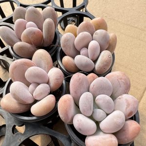 Echeveria Orange Snowball（Excellent）Single head 5cm Pot 1 Live Mini Succulent Plant Fully Rooted in 2 inch Starter Pot with Soil Mix. Real House Plant for Indoor Outdoor Home. for Office Wedding Decoration DIY Projects Party Favor Gift.