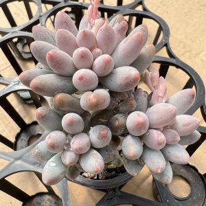 Pachyphytum ‘Machucae’/Baby finger, 2Heads 2‘’Rare Succulent Echeveria  1 Live Mini Succulent Plant Fully Rooted in 2 inch Starter Pot with Soil Mix. Real House Plant for Indoor Outdoor Home. for Office Wedding Decoration DIY Projects Party Favor Gift.