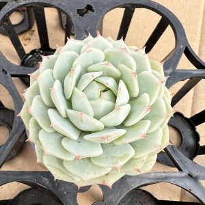 Echeveria Derenbergii，  2 Heads 5cm Pot 2‘’Rare Succulent Echeveria  1 Live Mini Succulent Plant Fully Rooted in 2 inch Starter Pot with Soil Mix.  Real House Plant for Indoor Outdoor Home.  for Office Wedding Decoration DIY Projects Party Favor Gift.