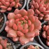 Red Succulents Echeveria Pink Ruby,Single head 5cm Pot 1 Live Mini Succulent Plant Fully Rooted in 2 inch Starter Pot with Soil Mix. Real House Plant for Indoor Outdoor Home. for Office Wedding Decoration DIY Projects Party Favor Gift.