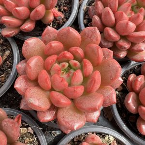 Red Succulents Echeveria Pink Ruby,Single head 5cm Pot 1 Live Mini Succulent Plant Fully Rooted in 2 inch Starter Pot with Soil Mix. Real House Plant for Indoor Outdoor Home. for Office Wedding Decoration DIY Projects Party Favor Gift.