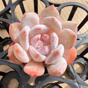 Boutique Succulent Echeveria elegans 'Potosina'，Single head 5cm Pot 1 Live Mini Succulent Plant Fully Rooted in 2 inch Starter Pot with Soil Mix. Real House Plant for Indoor Outdoor Home. for Office Wedding Decoration DIY Projects Party Favor Gift.