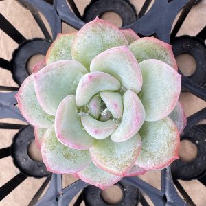 Echeveria Cream Puff（genuine）, 2‘’Single head 5cm Pot Rare Succulent Echeveria 1 Live Mini Succulent Plant Fully Rooted in 2 inch Starter Pot with Soil Mix. Real House Plant for Indoor Outdoor Home. for Office Wedding Decoration DIY Projects Party Favor Gift.