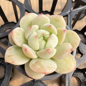 Echeveria Derenbergii，  Single head 5cm Pot Mini House Plant  1 Live Mini Succulent Plant Fully Rooted in 2 inch Starter Pot with Soil Mix.  Real House Plant for Indoor Outdoor Home.  for Office Wedding Decoration DIY Projects Party Favor Gift.