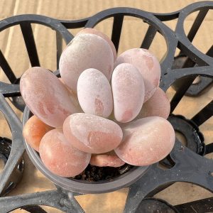 Echeveria Orange Snowball（Excellent）Single head 5cm Pot 1 Live Mini Succulent Plant Fully Rooted in 2 inch Starter Pot with Soil Mix. Real House Plant for Indoor Outdoor Home. for Office Wedding Decoration DIY Projects Party Favor Gift.