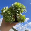 4.75‘’Echeveria Sedeveria 'Green Rose'，  Cluster 12cm Pot  Bare Roots Delivery Ideal for landscaping, gardens  Real House Plant for Indoor Outdoor Home.  for Office Wedding Decoration DIY Projects Party Favor Gift.