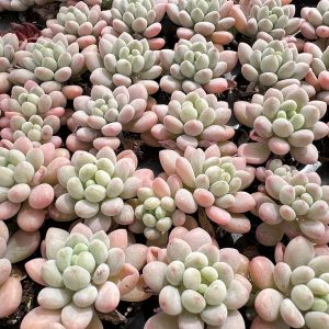 2‘’Rare Succulent Echeveria Rococo，  Single head 5cm Pot  1 Live Mini Succulent Plant Fully Rooted in 2 inch Starter Pot with Soil Mix.  Real House Plant for Indoor Outdoor Home.  for Office Wedding Decoration DIY Projects Party Favor Gift.