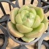 Echeveria Meaty Ice City， Single head 5cm Pot Rare Succulent Echeveria 1 Live Mini Succulent Plant Fully Rooted in 2 inch Starter Pot with Soil Mix. Real House Plant for Indoor Outdoor Home. for Office Wedding Decoration DIY Projects Party Favor Gift.