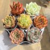 2‘’Live Mini Succulent Plant Discount Package.100Random Species，7Per Set，5cm Pot