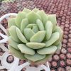 Echeveria Love Song，  Single head 5cm Pot  Mini House Plant, Easy to Grow  1 Live Mini Succulent Plant Fully Rooted in 2 inch Starter Pot with Soil Mix.  Real House Plant for Indoor Outdoor Home.  for Office Wedding Decoration DIY Projects Party Favor Gift.