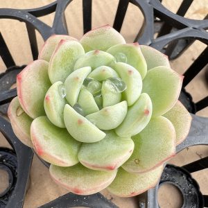 Echeveria Derenbergii，  Single head 5cm Pot Mini House Plant  1 Live Mini Succulent Plant Fully Rooted in 2 inch Starter Pot with Soil Mix.  Real House Plant for Indoor Outdoor Home.  for Office Wedding Decoration DIY Projects Party Favor Gift.