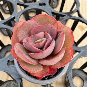 Rare Succulent Echeveria 'Suyon'， 2 Heads 5cm Pot  1 Live Mini Succulent Plant Fully Rooted in 2 inch Starter Pot with Soil Mix.  Real House Plant for Indoor Outdoor Home.  for Office Wedding Decoration DIY Projects Party Favor Gift.