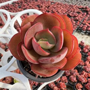 Echeveria 'Suyon'，Single head 5cm Pot Unique Gift, Hand Selected 1 Live Mini Succulent Plant Fully Rooted in 2 inch Starter Pot with Soil Mix. Real House Plant for Indoor Outdoor Home. for Office Wedding Decoration DIY Projects Party Favor Gift.