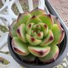 Echeveria Chihuahuaensis(genuine) 2‘’Single head Rare Succulent Echeveria 1 Live Mini Succulent Plant Fully Rooted in 2 inch Starter Pot with Soil Mix. Real House Plant for Indoor Outdoor Home. for Office Wedding Decoration DIY Projects Party Favor Gift.