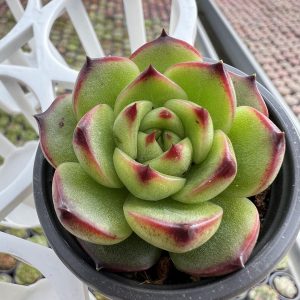 Echeveria Chihuahuaensis(genuine) 2‘’Single head Rare Succulent Echeveria 1 Live Mini Succulent Plant Fully Rooted in 2 inch Starter Pot with Soil Mix. Real House Plant for Indoor Outdoor Home. for Office Wedding Decoration DIY Projects Party Favor Gift.