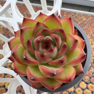 2‘’Rare Succulent Echeveria Echeveria Moon Stone，  Single head 5cm Pot  1 Live Mini Succulent Plant Fully Rooted in 2 inch Starter Pot with Soil Mix.  Real House Plant for Indoor Outdoor Home. for Office Wedding Decoration DIY Projects Party Favor Gift.