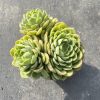 Captivating Citrus Trio:  Echeveria Lime & Chili's Three Heads,  a Marvel in a 4.75-Inch  Bare Roots Delivery Ideal for landscaping, gardens