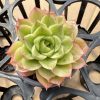 Experience the Zesty Beauty of Echeveria Lime & Chili,  a Single Head Thriving in a 2-Inch Pot  1 Live Mini Succulent Plant Fully Rooted in 2 inch Starter Pot with Soil Mix.  Real House Plant for Indoor Outdoor Home.  for Office Wedding Decoration DIY Projects Party Favor Gift.