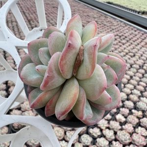 2‘’Rare Succulent Echeveria Echeveria Sensation，  Single head 5cm Pot  1 Live Mini Succulent Plant Fully Rooted in 2 inch Starter Pot with Soil Mix.  Real House Plant for Indoor Outdoor Home.  for Office Wedding Decoration DIY Projects Party Favor Gift.