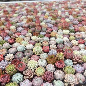 2‘’Live Mini Succulent Plant  Discount Package.100Random Species，60Per Set，5cm Pot