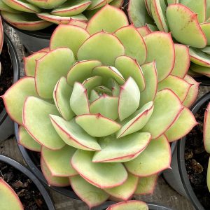 Echeveria Peony Pavilion，Single head 5cm Pot Live Succulents Plants 1 Live Mini Succulent Plant Fully Rooted in 2 inch Starter Pot with Soil Mix. Real House Plant for Indoor Outdoor Home. for Office Wedding Decoration DIY Projects Party Favor Gift.