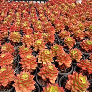 Echeveria Flame Thia/Sedeveria Letizia，Single head 5cm Pot 1 Live Mini Succulent Plant Fully Rooted in 2 inch Starter Pot with Soil Mix. Real House Plant for Indoor Outdoor Home. for Office Wedding Decoration DIY Projects Party Favor Gift.