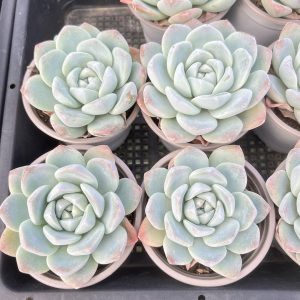 Echeveria Ice Green， 3.5‘’Single head 9cm Pot Live Mini Succulent Plant Bare Roots Delivery Ideal for landscaping, gardens. Real House Plant for Indoor Outdoor Home. for Office Wedding Decoration DIY Projects Party Favor Gift.