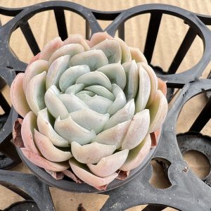 Echeveria ice berry， 2‘’Single head Echeveria Elegans Mexican Snowball 1 Live Mini Succulent Plant Fully Rooted in 2 inch Starter Pot with Soil Mix. Real House Plant for Indoor Outdoor Home. for Office Wedding Decoration DIY Projects Party Favor Gift.